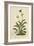 Alpine Moon Daisy (Leucanthemum Alpinum, Leucanthemopsis Alpina, Chrysanthemum Alpinum, Tanacetum A-German School-Framed Giclee Print