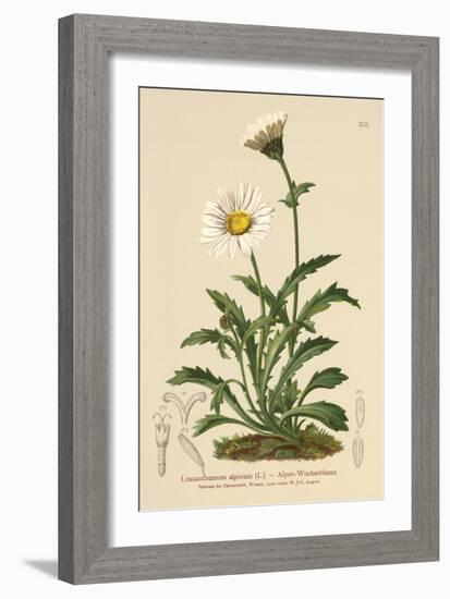 Alpine Moon Daisy (Leucanthemum Alpinum, Leucanthemopsis Alpina, Chrysanthemum Alpinum, Tanacetum A-German School-Framed Giclee Print