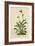 Alpine Moon Daisy (Leucanthemum Alpinum, Leucanthemopsis Alpina, Chrysanthemum Alpinum, Tanacetum A-German School-Framed Giclee Print