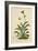 Alpine Moon Daisy (Leucanthemum Alpinum, Leucanthemopsis Alpina, Chrysanthemum Alpinum, Tanacetum A-German School-Framed Giclee Print