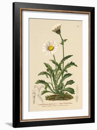 Alpine Moon Daisy (Leucanthemum Alpinum, Leucanthemopsis Alpina, Chrysanthemum Alpinum, Tanacetum A-German School-Framed Giclee Print