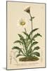 Alpine Moon Daisy (Leucanthemum Alpinum, Leucanthemopsis Alpina, Chrysanthemum Alpinum, Tanacetum A-German School-Mounted Giclee Print