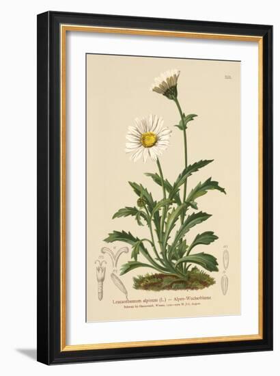 Alpine Moon Daisy (Leucanthemum Alpinum, Leucanthemopsis Alpina, Chrysanthemum Alpinum, Tanacetum A-German School-Framed Giclee Print