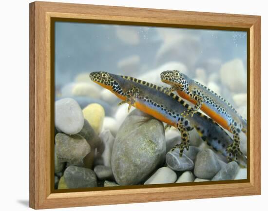 Alpine Newts, Side View, Two, Male-Harald Kroiss-Framed Premier Image Canvas