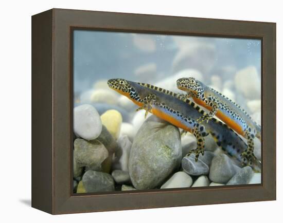 Alpine Newts, Side View, Two, Male-Harald Kroiss-Framed Premier Image Canvas