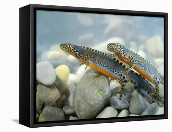 Alpine Newts, Side View, Two, Male-Harald Kroiss-Framed Premier Image Canvas