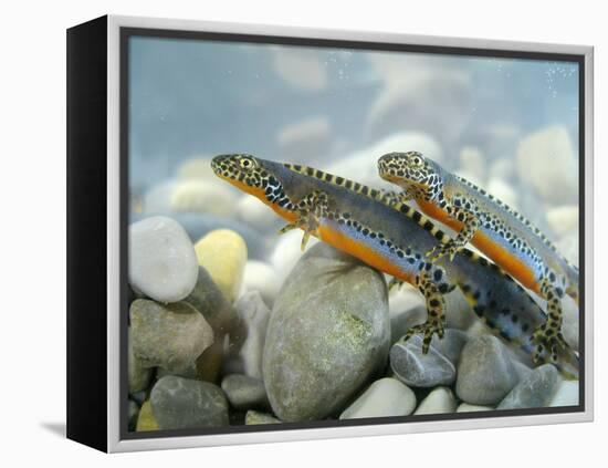 Alpine Newts, Side View, Two, Male-Harald Kroiss-Framed Premier Image Canvas