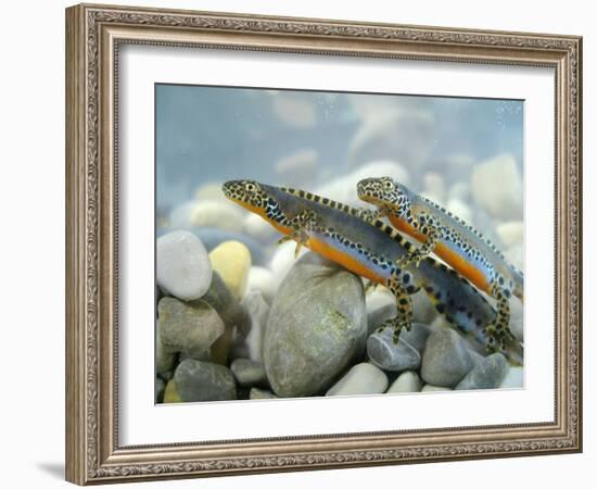 Alpine Newts, Side View, Two, Male-Harald Kroiss-Framed Photographic Print