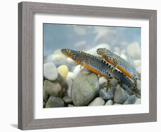 Alpine Newts, Side View, Two, Male-Harald Kroiss-Framed Photographic Print