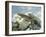 Alpine Newts, Side View, Two, Male-Harald Kroiss-Framed Photographic Print