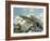 Alpine Newts, Side View, Two, Male-Harald Kroiss-Framed Photographic Print