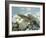 Alpine Newts, Side View, Two, Male-Harald Kroiss-Framed Photographic Print