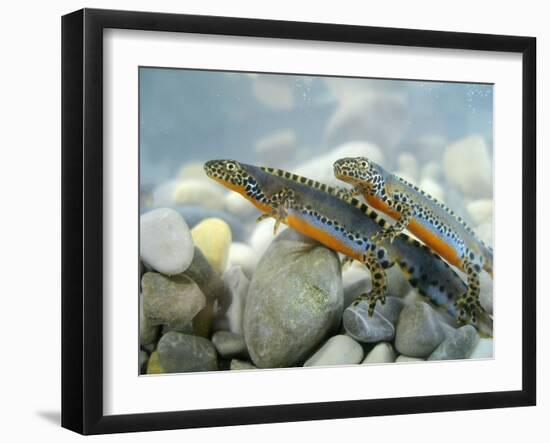 Alpine Newts, Side View, Two, Male-Harald Kroiss-Framed Photographic Print