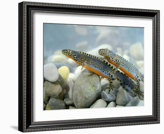 Alpine Newts, Side View, Two, Male-Harald Kroiss-Framed Photographic Print