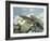 Alpine Newts, Side View, Two, Male-Harald Kroiss-Framed Photographic Print