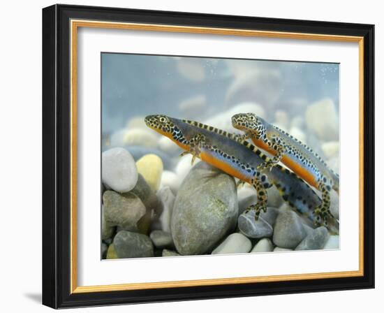 Alpine Newts, Side View, Two, Male-Harald Kroiss-Framed Photographic Print