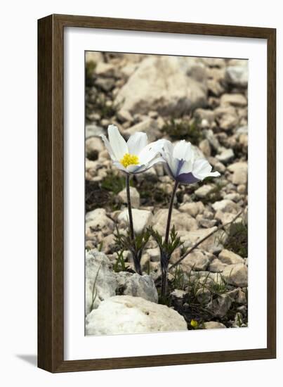 Alpine Pasque Flower (Pulsatilla Alpina)-Paul Harcourt Davies-Framed Photographic Print