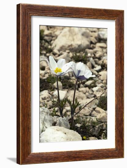 Alpine Pasque Flower (Pulsatilla Alpina)-Paul Harcourt Davies-Framed Photographic Print