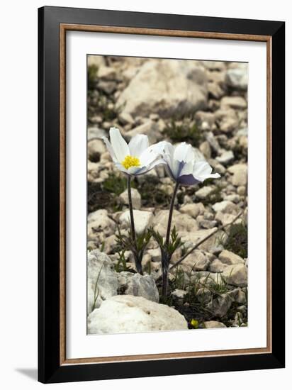 Alpine Pasque Flower (Pulsatilla Alpina)-Paul Harcourt Davies-Framed Photographic Print