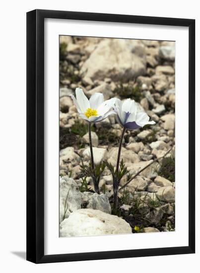 Alpine Pasque Flower (Pulsatilla Alpina)-Paul Harcourt Davies-Framed Photographic Print