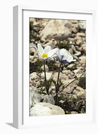 Alpine Pasque Flower (Pulsatilla Alpina)-Paul Harcourt Davies-Framed Photographic Print