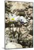 Alpine Pasque Flower (Pulsatilla Alpina)-Paul Harcourt Davies-Mounted Photographic Print