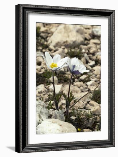 Alpine Pasque Flower (Pulsatilla Alpina)-Paul Harcourt Davies-Framed Photographic Print