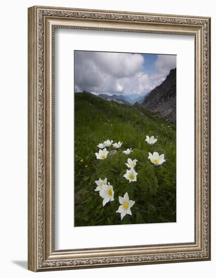 Alpine Pasqueflowers (Pulsatilla Alpina) in Flower, Liechtenstein, June 2009-Giesbers-Framed Photographic Print