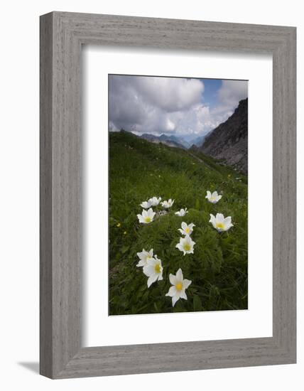 Alpine Pasqueflowers (Pulsatilla Alpina) in Flower, Liechtenstein, June 2009-Giesbers-Framed Photographic Print