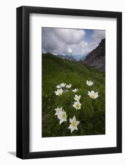 Alpine Pasqueflowers (Pulsatilla Alpina) in Flower, Liechtenstein, June 2009-Giesbers-Framed Photographic Print