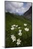 Alpine Pasqueflowers (Pulsatilla Alpina) in Flower, Liechtenstein, June 2009-Giesbers-Mounted Photographic Print