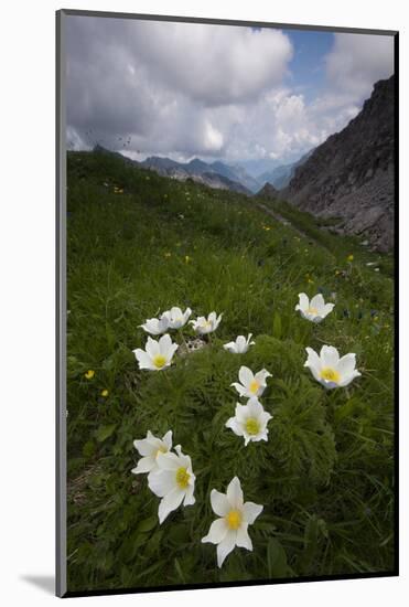 Alpine Pasqueflowers (Pulsatilla Alpina) in Flower, Liechtenstein, June 2009-Giesbers-Mounted Photographic Print