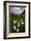 Alpine Pasqueflowers (Pulsatilla Alpina) in Flower, Liechtenstein, June 2009-Giesbers-Framed Photographic Print