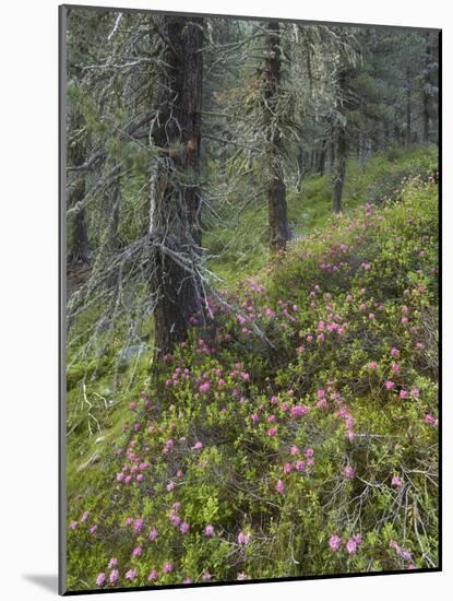 Alpine Rose, Swiss Pine Wood, National Park Hohe Tauern, Tyrol, Austria-Rainer Mirau-Mounted Photographic Print