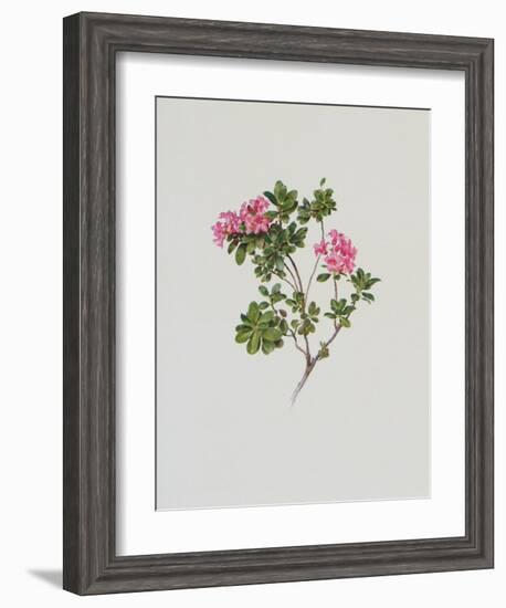 Alpine Rose-Moritz Michael Daffinger-Framed Art Print