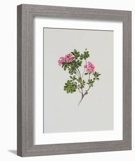 Alpine Rose-Moritz Michael Daffinger-Framed Art Print