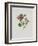 Alpine Rose-Moritz Michael Daffinger-Framed Art Print