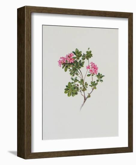 Alpine Rose-Moritz Michael Daffinger-Framed Art Print