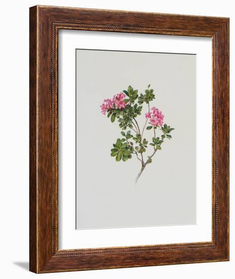 Alpine Rose-Moritz Michael Daffinger-Framed Art Print