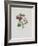 Alpine Rose-Moritz Michael Daffinger-Framed Art Print