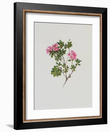 Alpine Rose-Moritz Michael Daffinger-Framed Art Print