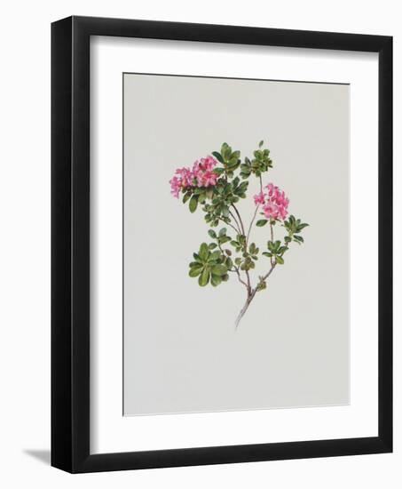 Alpine Rose-Moritz Michael Daffinger-Framed Art Print