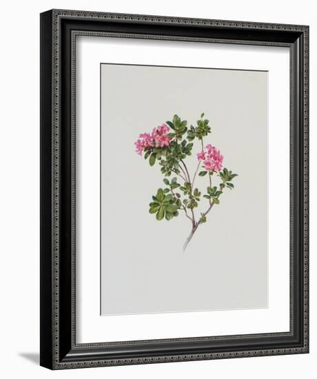 Alpine Rose-Moritz Michael Daffinger-Framed Art Print