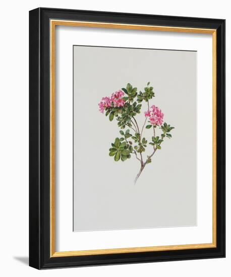 Alpine Rose-Moritz Michael Daffinger-Framed Art Print