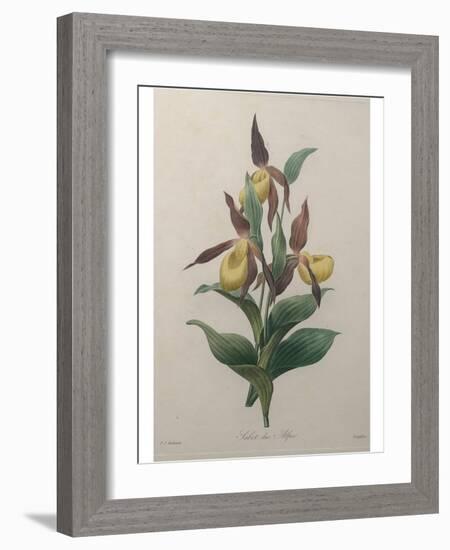 Alpine Rose-Pierre-Joseph Redoute-Framed Art Print