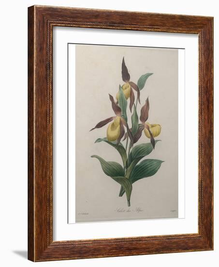 Alpine Rose-Pierre-Joseph Redoute-Framed Art Print