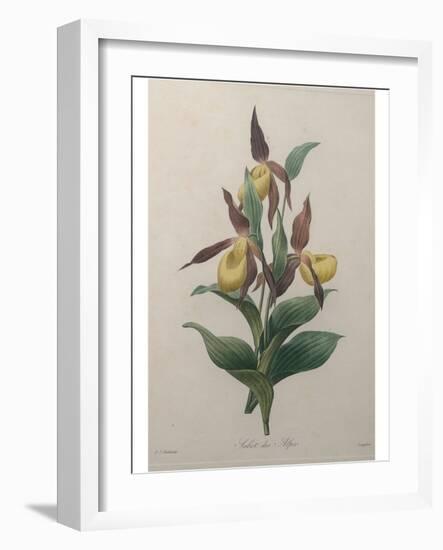 Alpine Rose-Pierre-Joseph Redoute-Framed Art Print