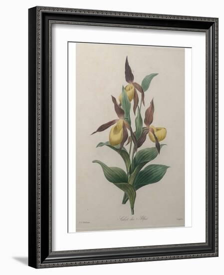 Alpine Rose-Pierre-Joseph Redoute-Framed Art Print