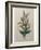 Alpine Rose-Pierre-Joseph Redoute-Framed Art Print