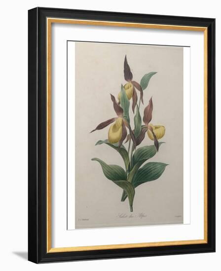 Alpine Rose-Pierre-Joseph Redoute-Framed Art Print